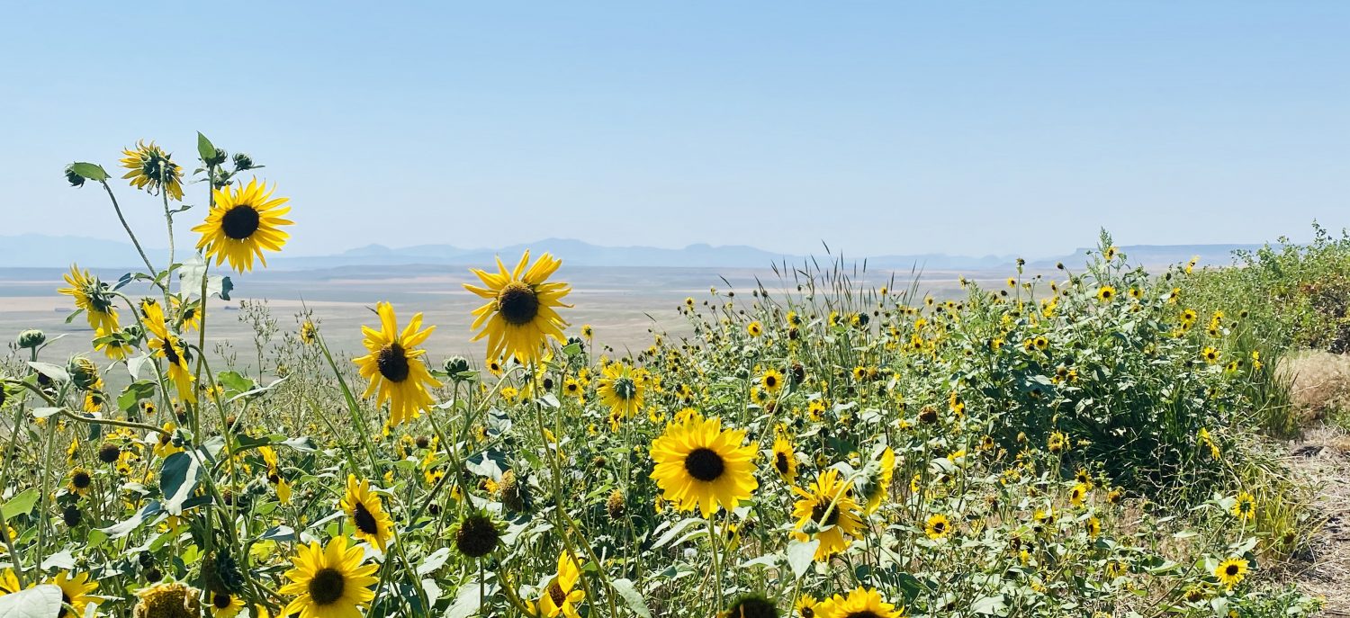 These Darling Dysons